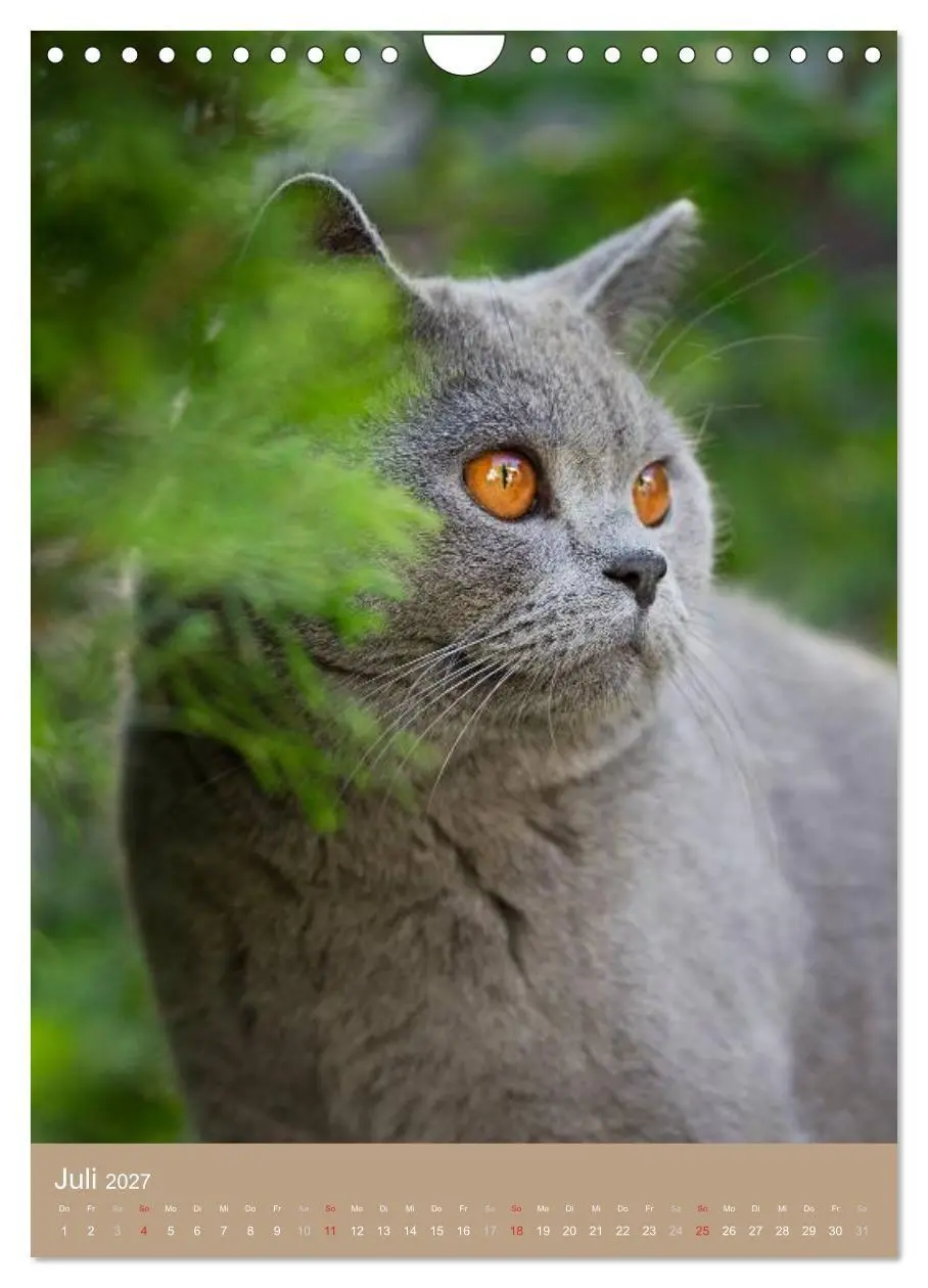 Bild: 9783594155837 | Britisch Kurzhaar Katzenkalender (Wandkalender 2027 DIN A4 hoch),...