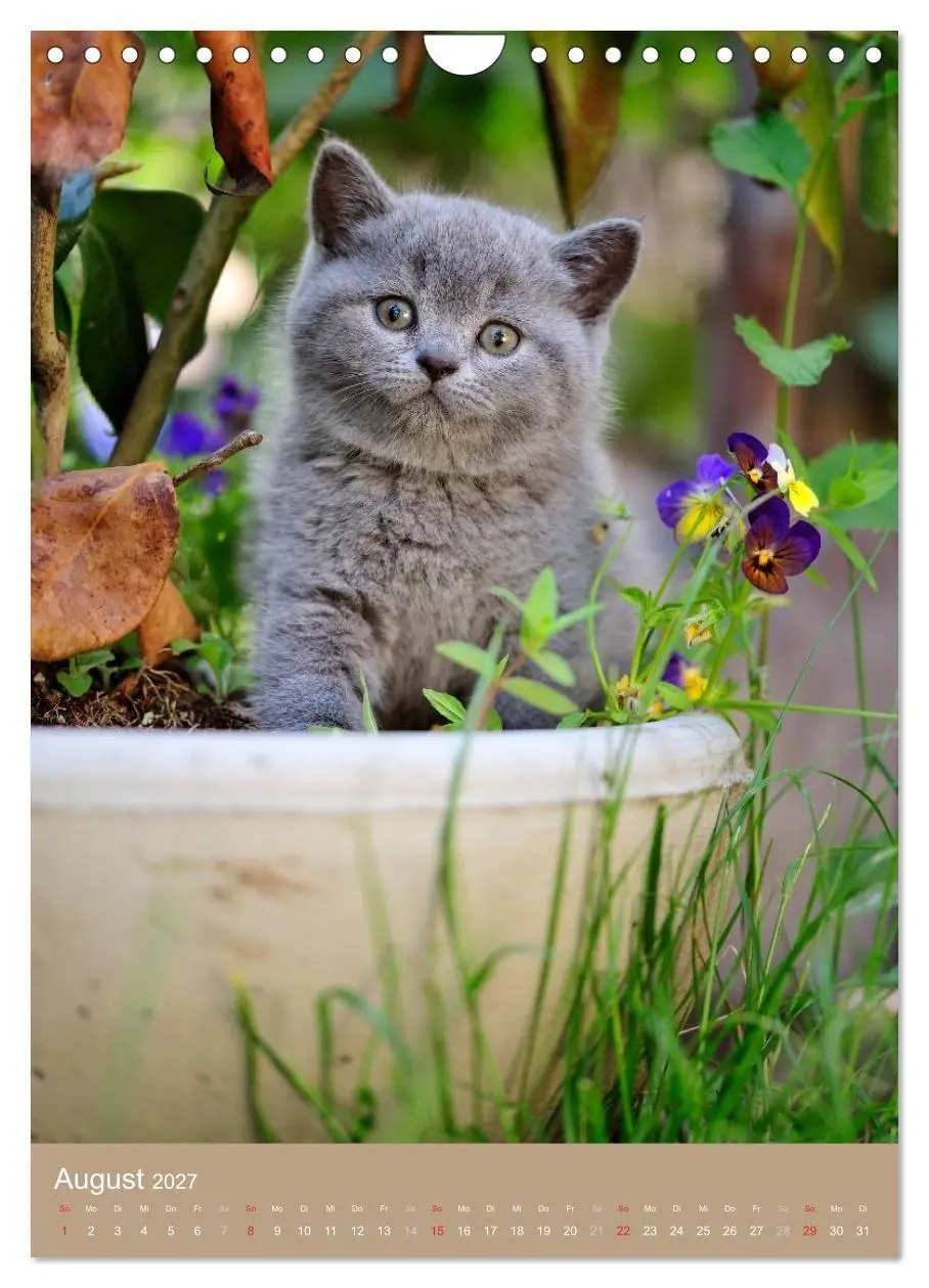 Bild: 9783594155837 | Britisch Kurzhaar Katzenkalender (Wandkalender 2027 DIN A4 hoch),...