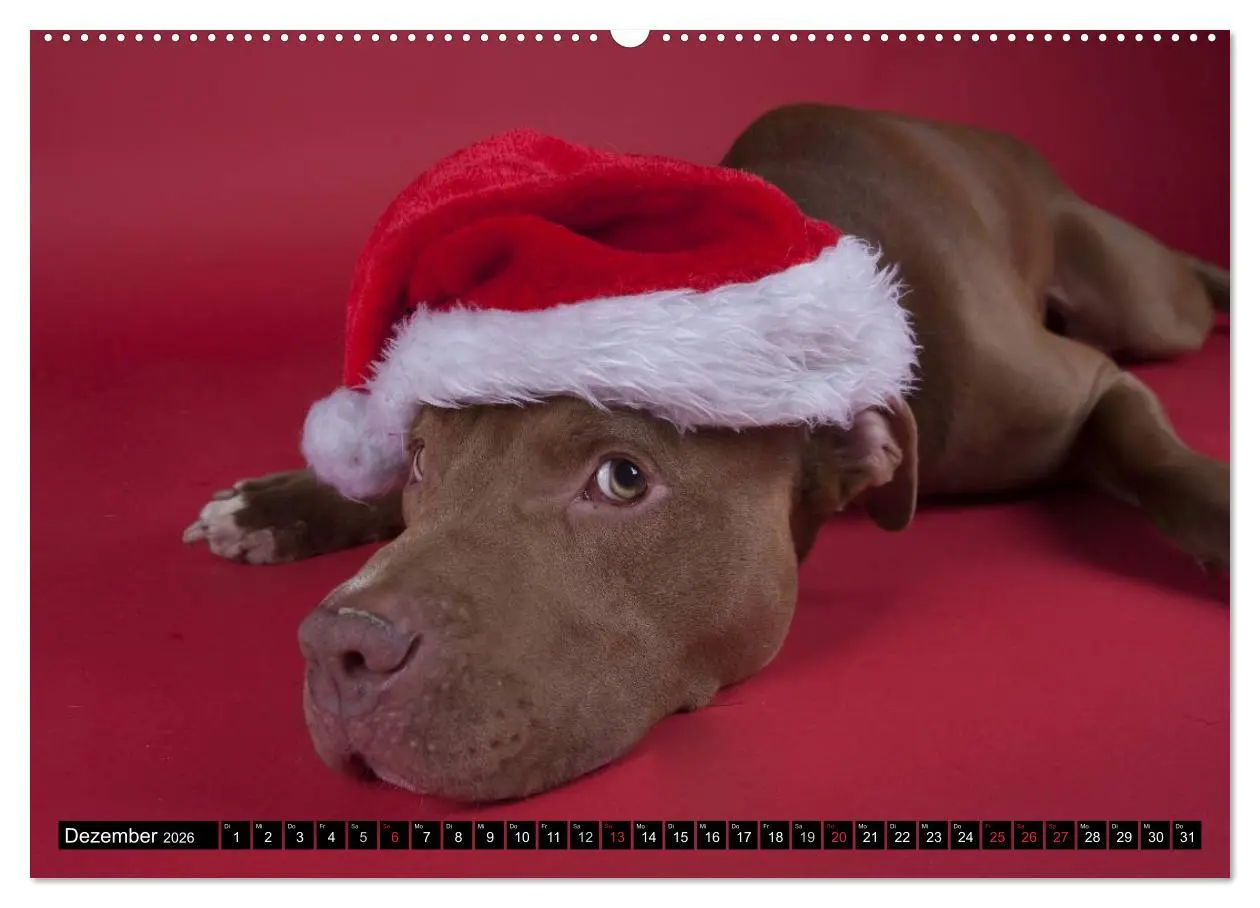 Bild: 9783516116137 | Pit Bull und Co. - Geliebt, gefürchtet, missverstanden...