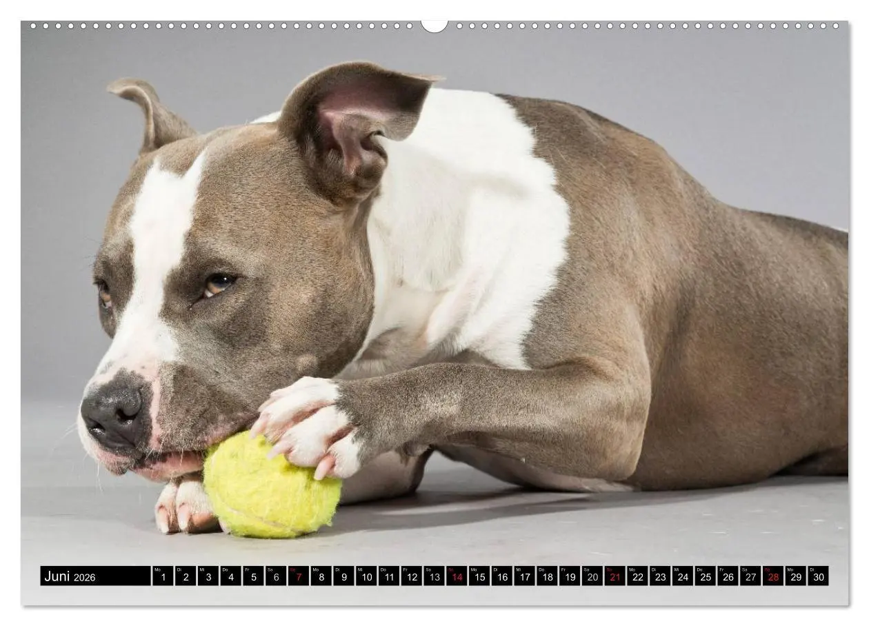 Bild: 9783516116137 | Pit Bull und Co. - Geliebt, gefürchtet, missverstanden...