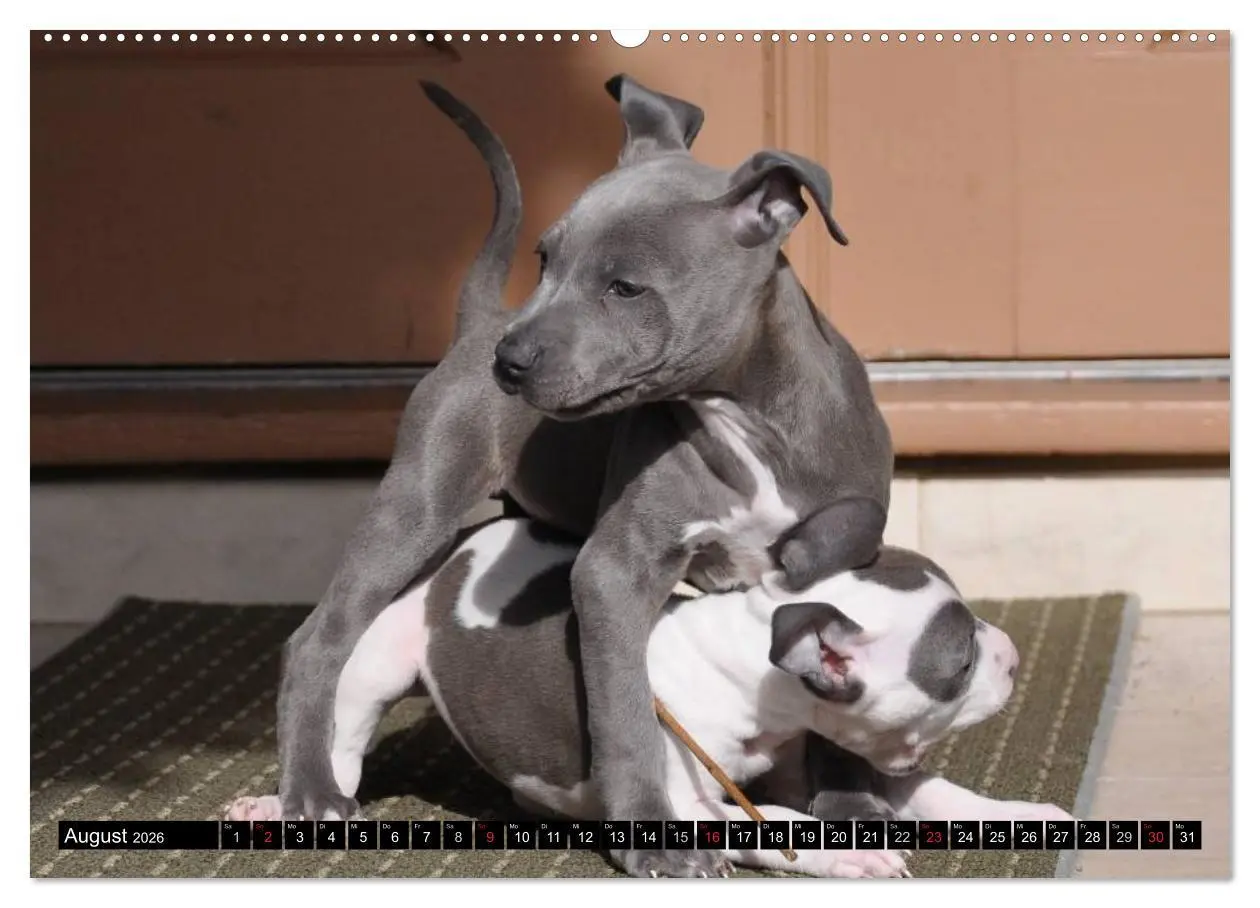 Bild: 9783516116137 | Pit Bull und Co. - Geliebt, gefürchtet, missverstanden...