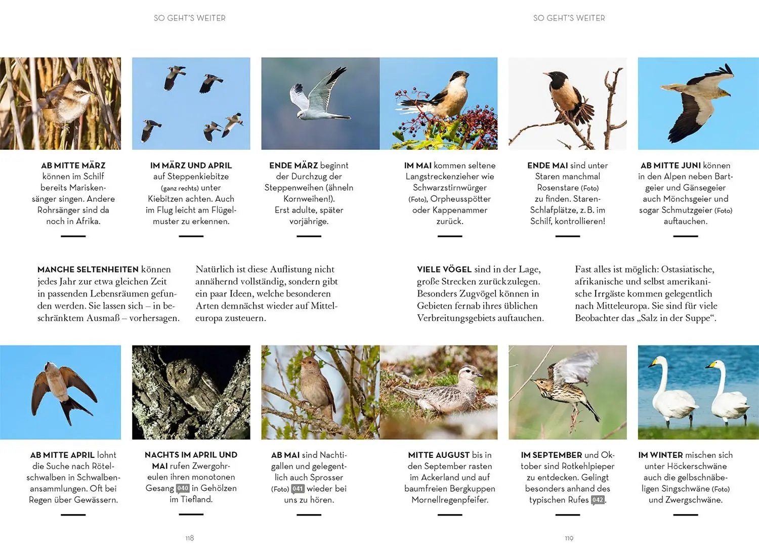 Bild: 9783440176337 | Vögel beobachten | Leander Khil | Taschenbuch | 128 S. | Deutsch