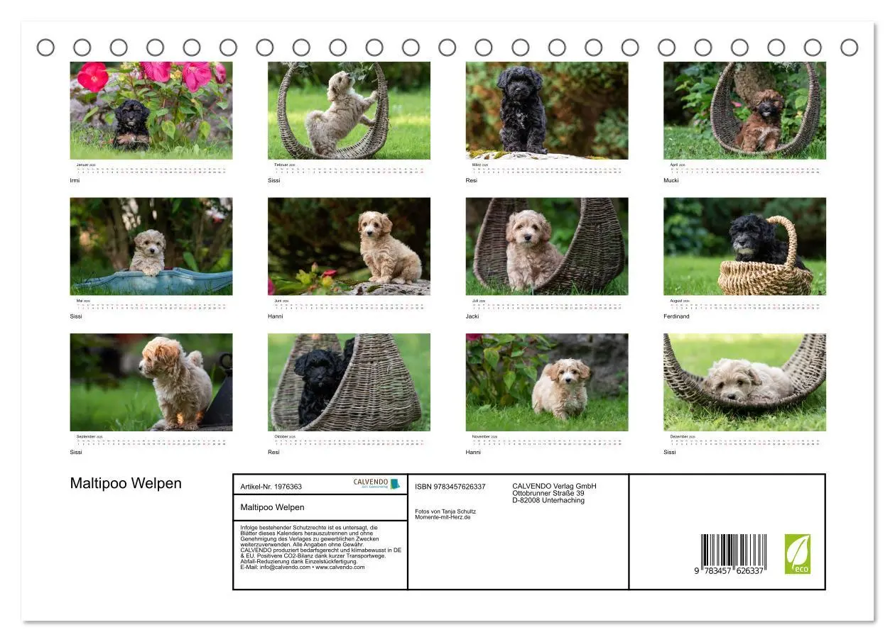 Bild: 9783457626337 | Maltipoo Welpen (Tischkalender 2026 DIN A5 quer), CALVENDO...