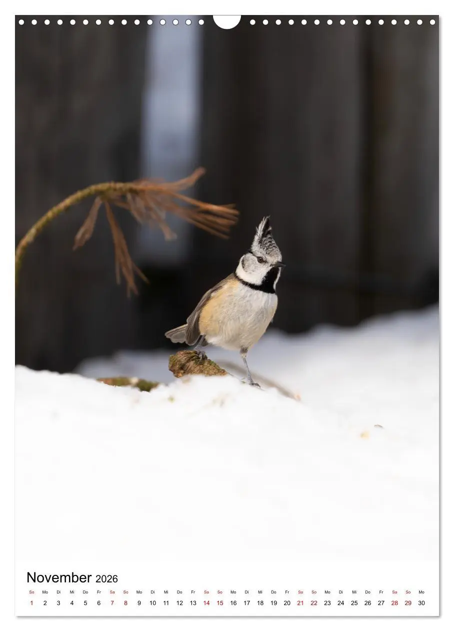 Bild: 9783516336337 | Heimische Vögel in Ihren Gärten (Wandkalender 2026 DIN A3 hoch),...
