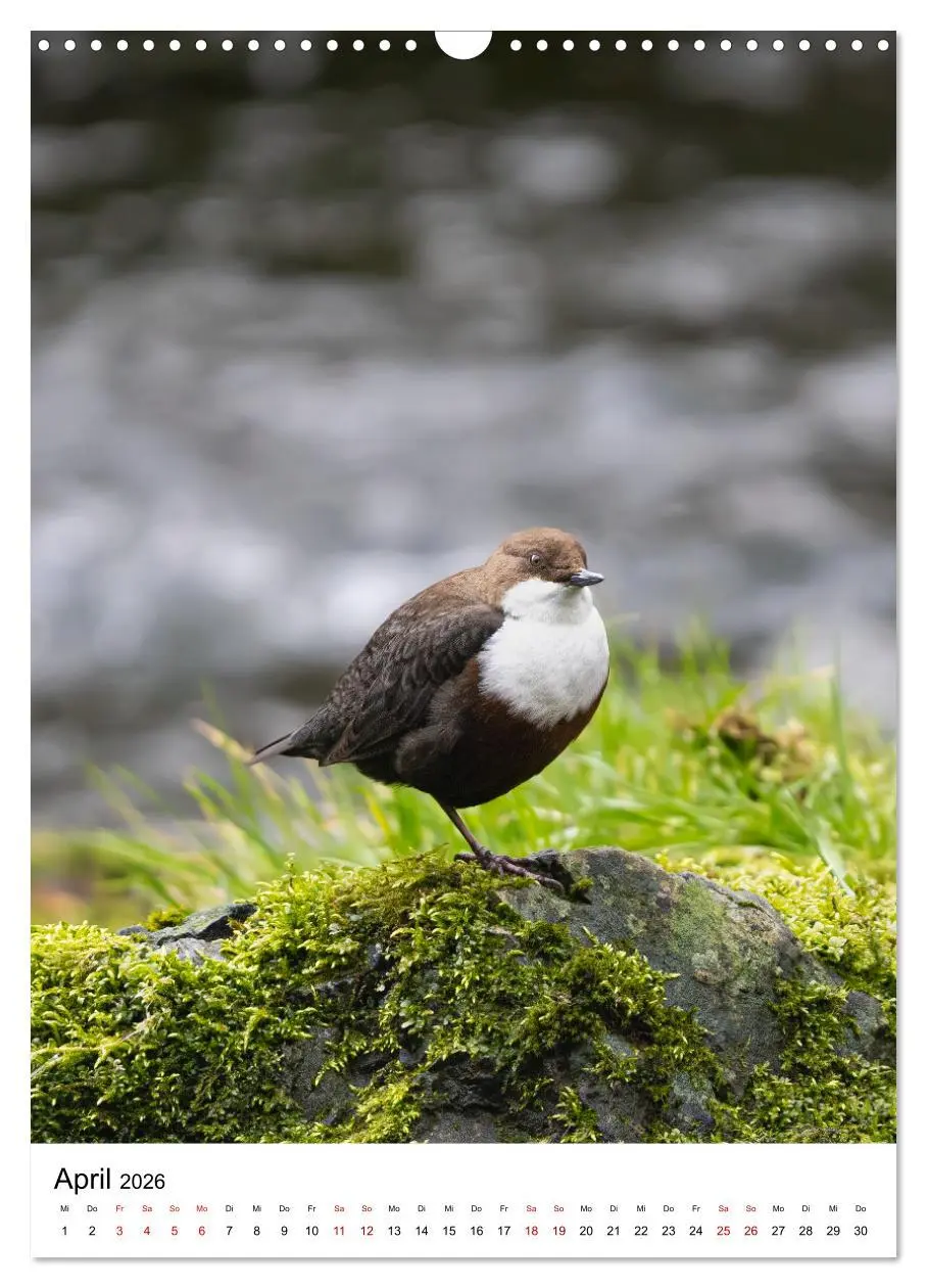 Bild: 9783516336337 | Heimische Vögel in Ihren Gärten (Wandkalender 2026 DIN A3 hoch),...