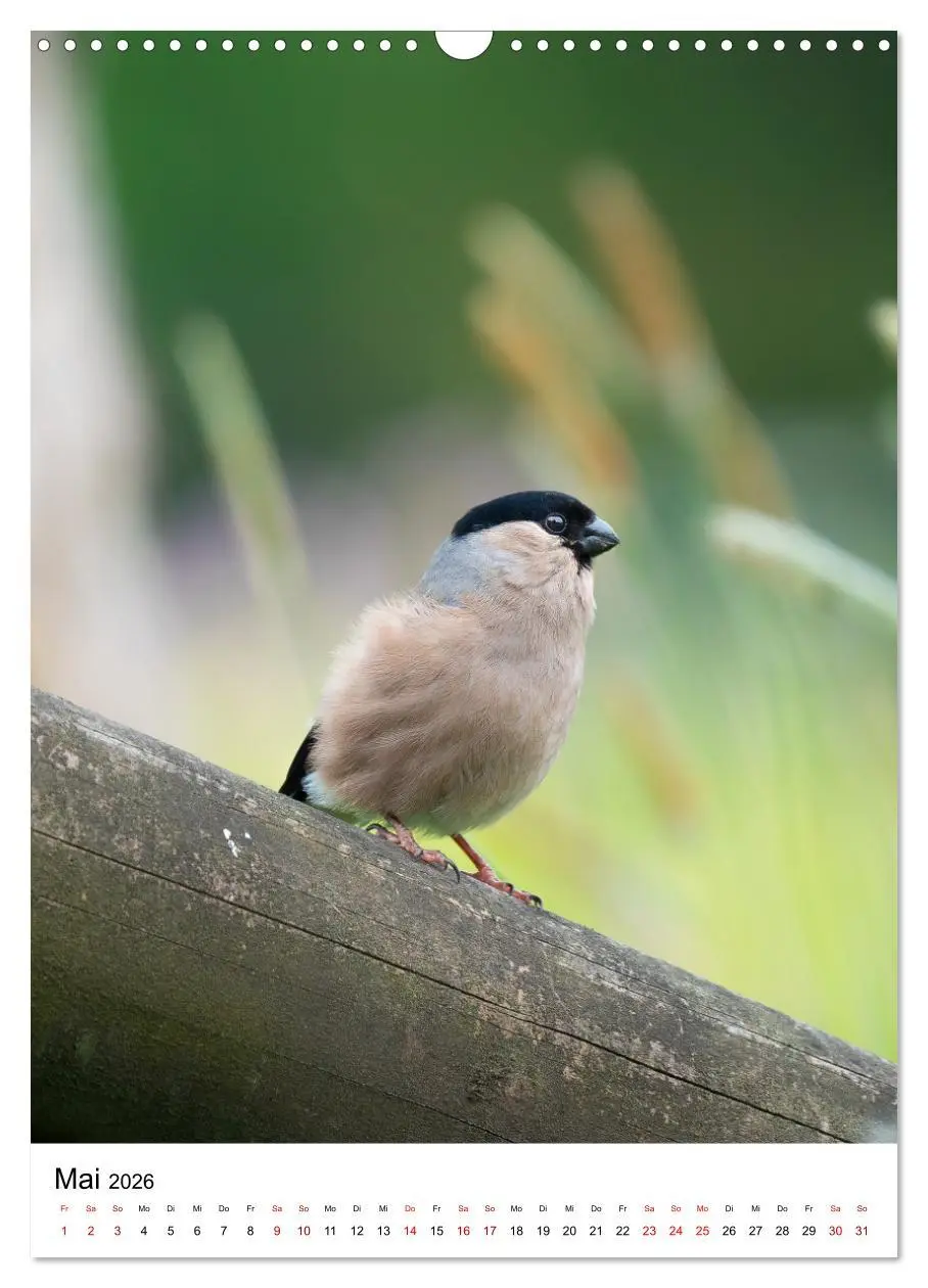 Bild: 9783516336337 | Heimische Vögel in Ihren Gärten (Wandkalender 2026 DIN A3 hoch),...
