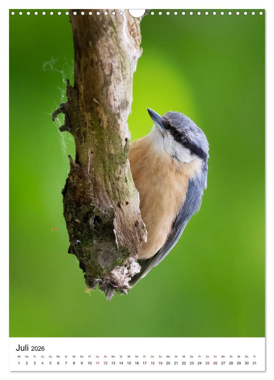 Bild: 9783516336337 | Heimische Vögel in Ihren Gärten (Wandkalender 2026 DIN A3 hoch),...