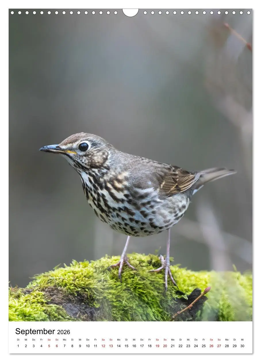 Bild: 9783516336337 | Heimische Vögel in Ihren Gärten (Wandkalender 2026 DIN A3 hoch),...