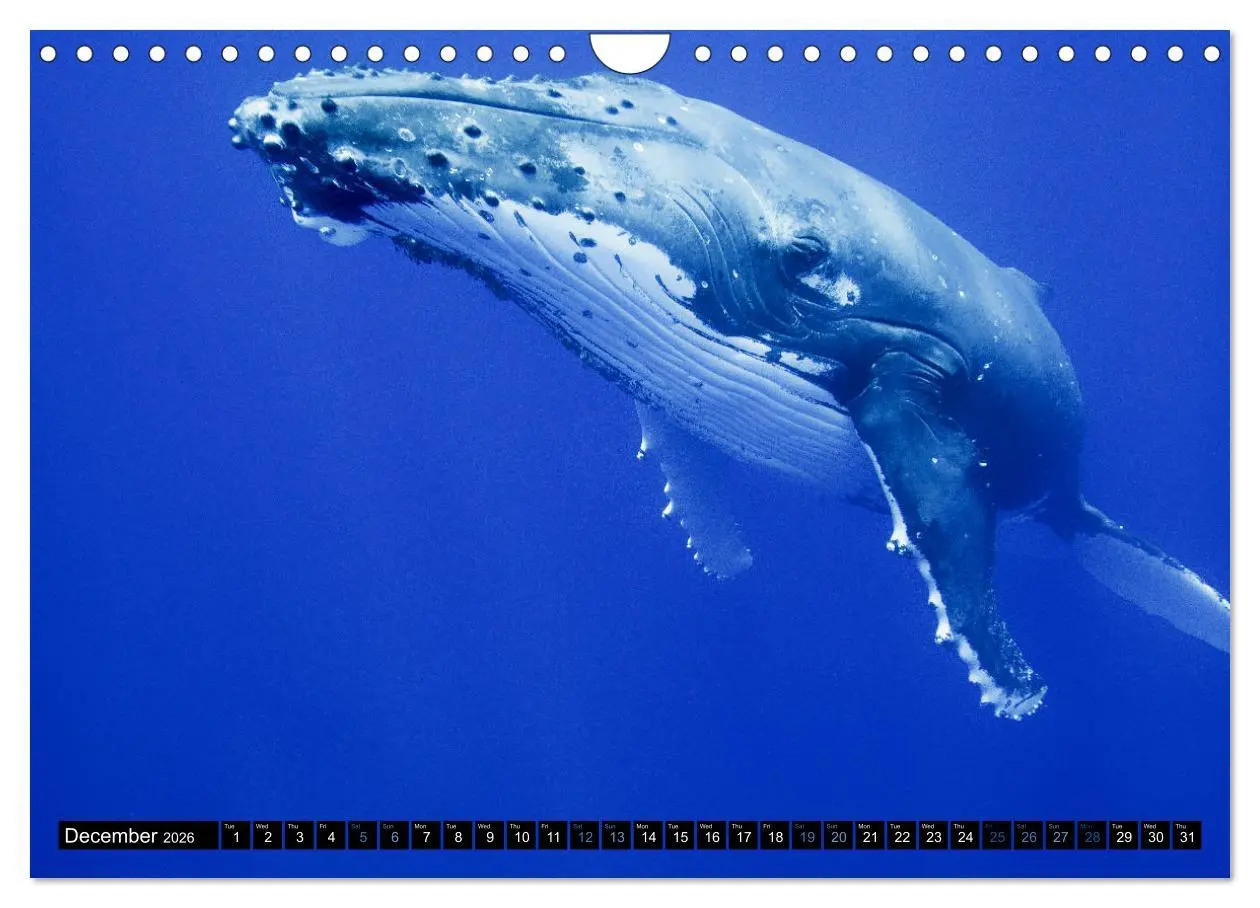 Bild: 9783516566437 | A Whale of a Year (Wall Calendar 2026 DIN A4 landscape), CALVENDO...