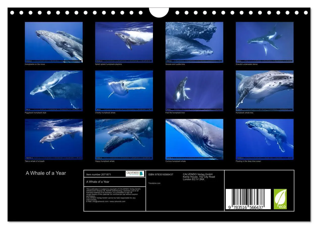 Bild: 9783516566437 | A Whale of a Year (Wall Calendar 2026 DIN A4 landscape), CALVENDO...