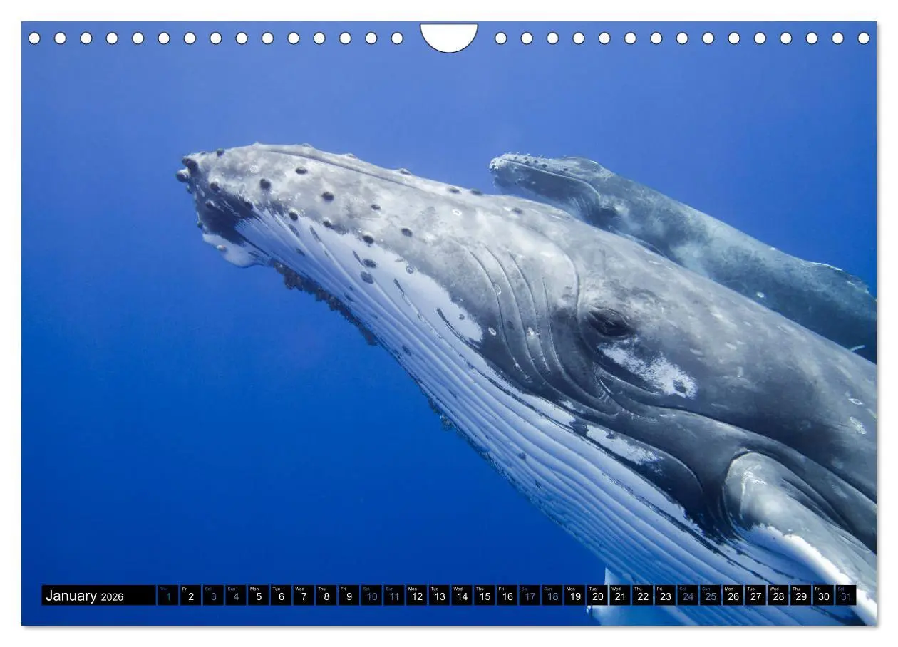 Bild: 9783516566437 | A Whale of a Year (Wall Calendar 2026 DIN A4 landscape), CALVENDO...