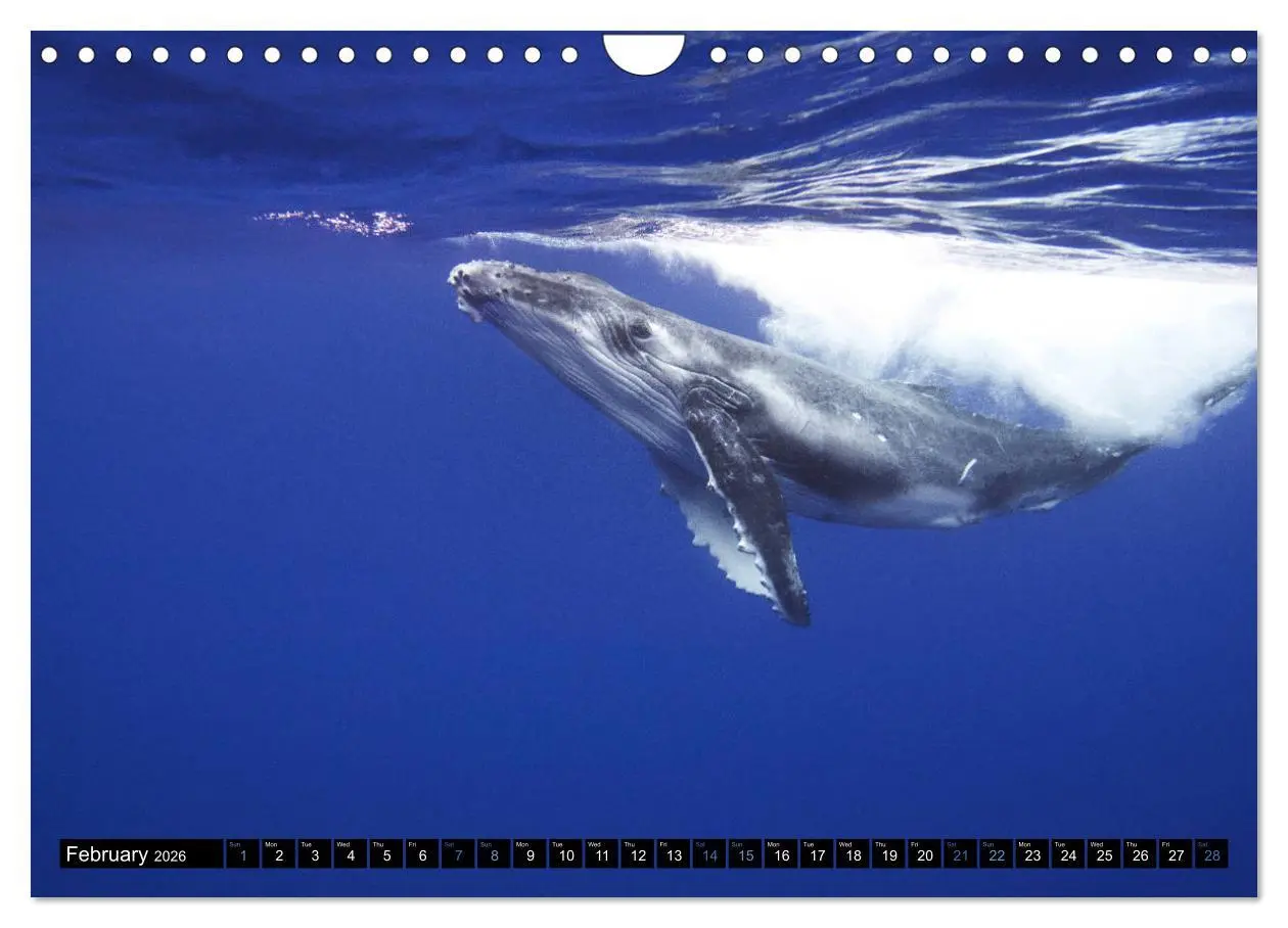 Bild: 9783516566437 | A Whale of a Year (Wall Calendar 2026 DIN A4 landscape), CALVENDO...