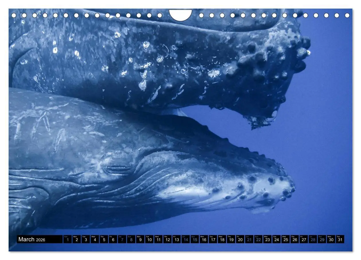 Bild: 9783516566437 | A Whale of a Year (Wall Calendar 2026 DIN A4 landscape), CALVENDO...
