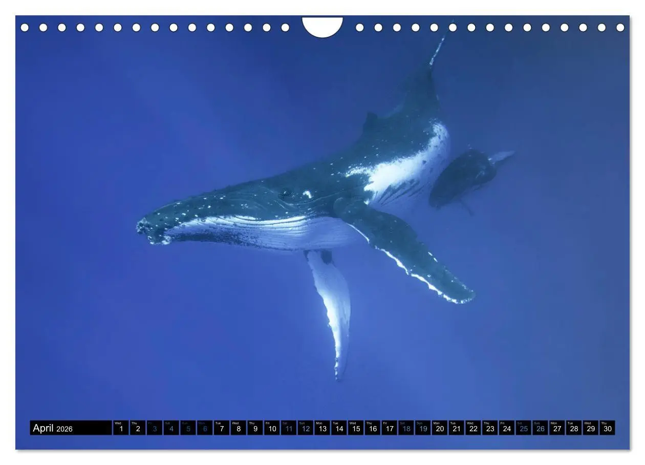 Bild: 9783516566437 | A Whale of a Year (Wall Calendar 2026 DIN A4 landscape), CALVENDO...