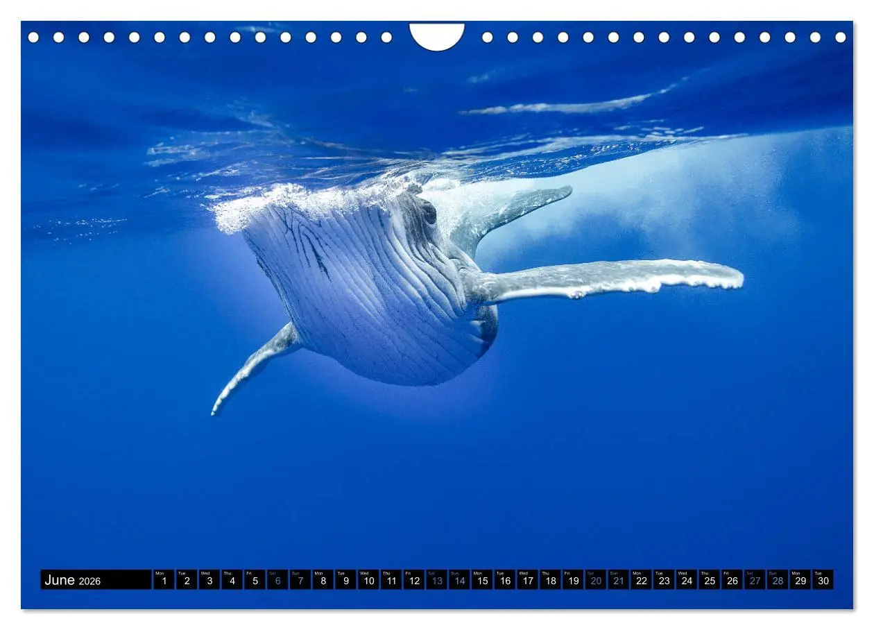 Bild: 9783516566437 | A Whale of a Year (Wall Calendar 2026 DIN A4 landscape), CALVENDO...