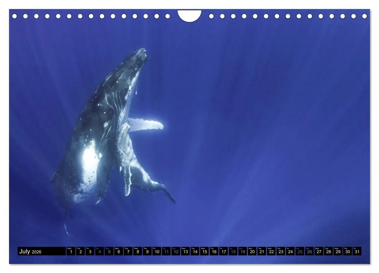 Bild: 9783516566437 | A Whale of a Year (Wall Calendar 2026 DIN A4 landscape), CALVENDO...