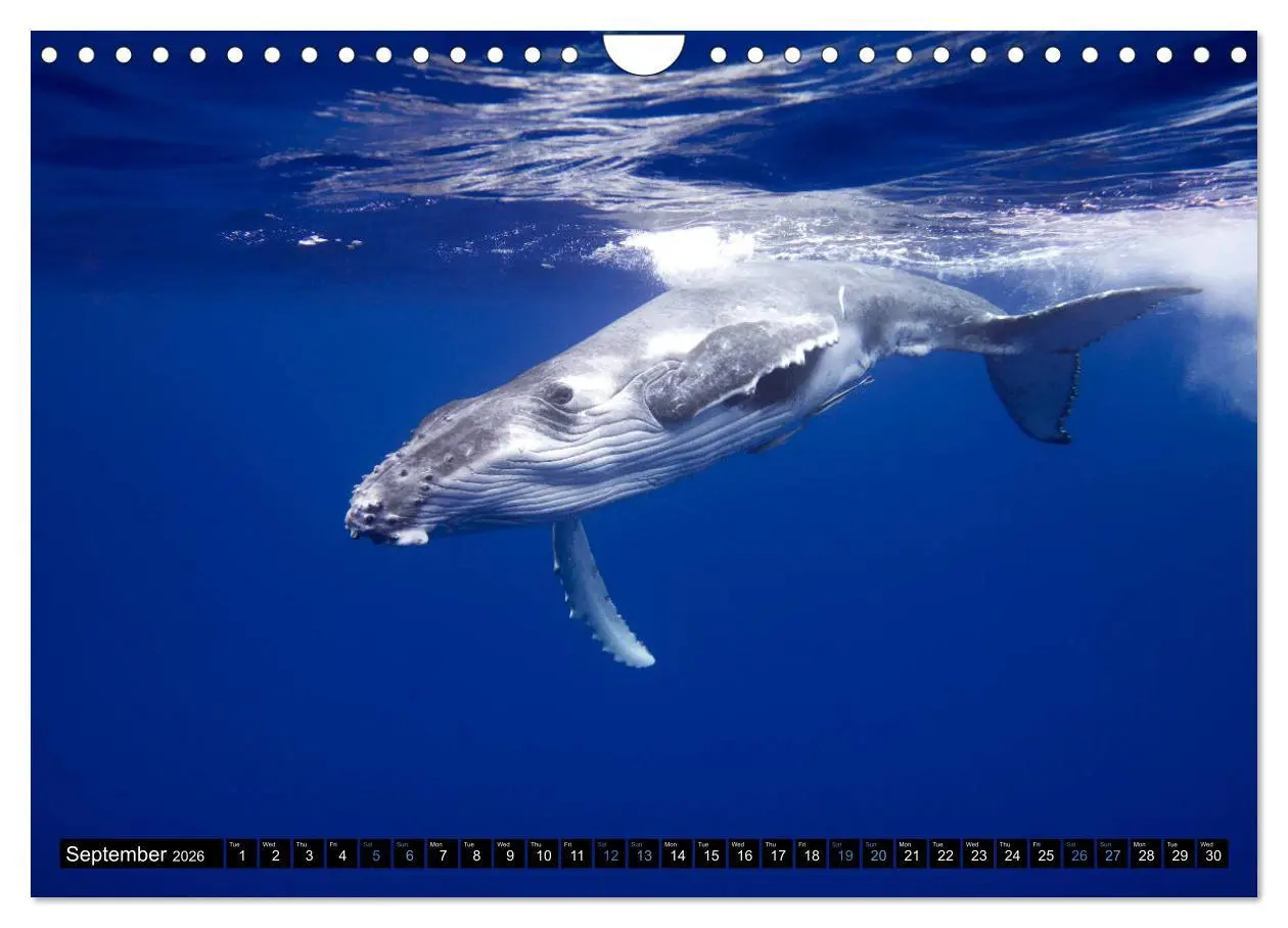 Bild: 9783516566437 | A Whale of a Year (Wall Calendar 2026 DIN A4 landscape), CALVENDO...