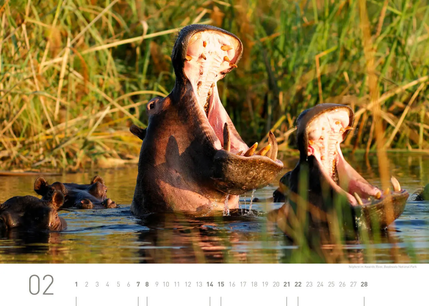 Bild: 9783968556437 | Namibia Exklusivkalender 2026 | Christian Heeb | Kalender | Deutsch
