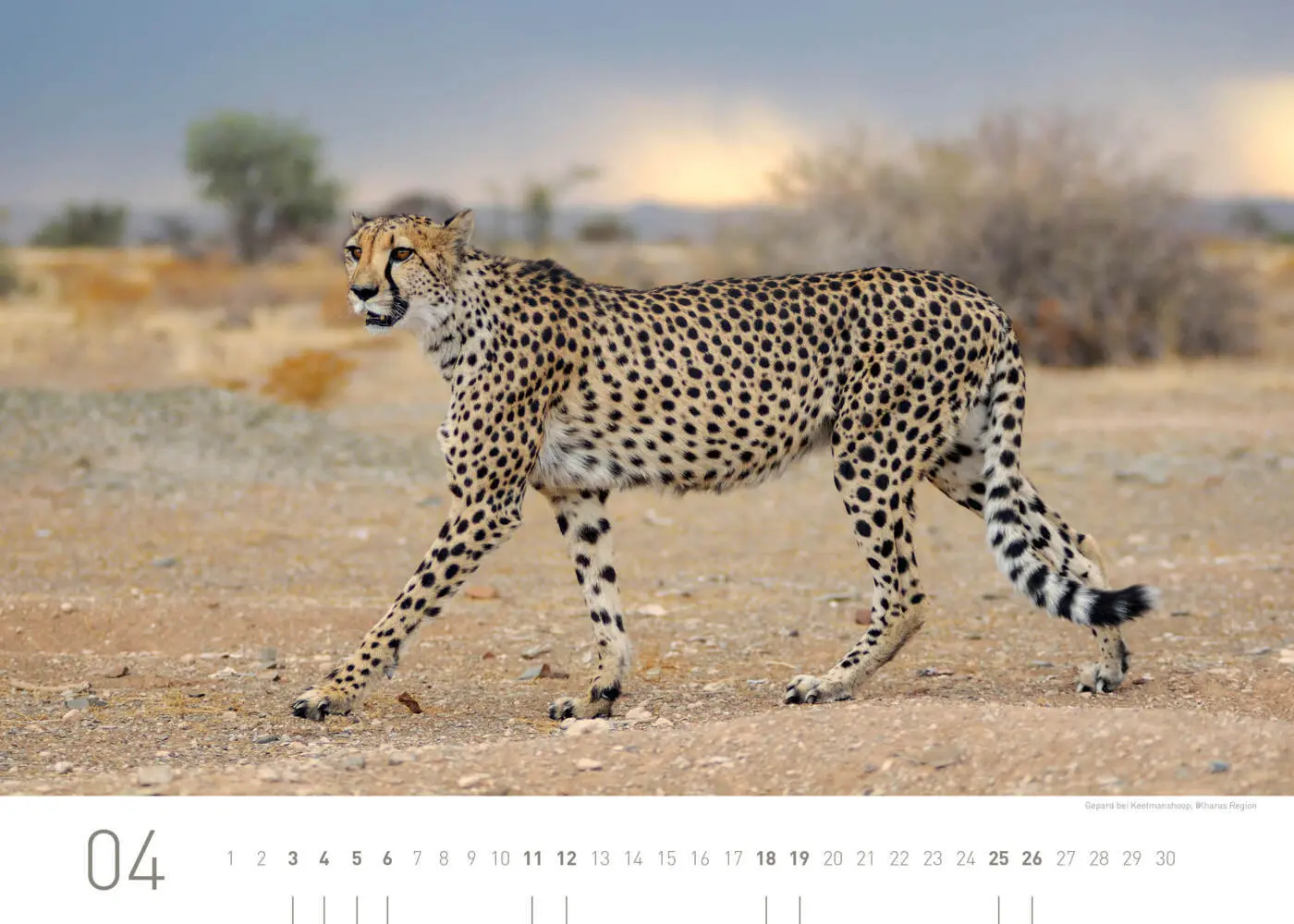 Bild: 9783968556437 | Namibia Exklusivkalender 2026 | Christian Heeb | Kalender | Deutsch