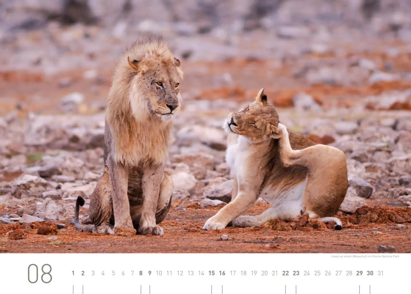 Bild: 9783968556437 | Namibia Exklusivkalender 2026 | Christian Heeb | Kalender | Deutsch