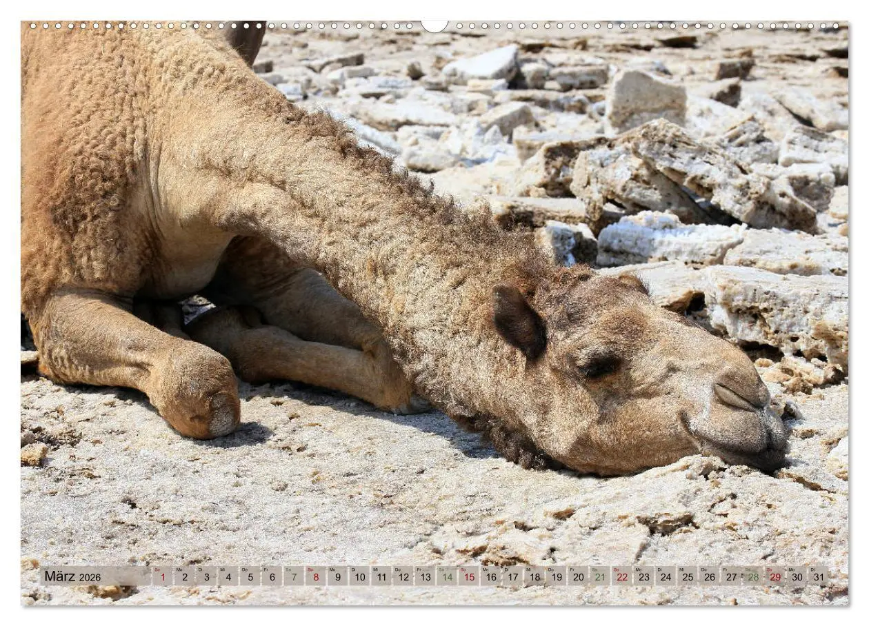 Bild: 9783457846537 | Kamele - Die freundlichen Gepäckträger (Wandkalender 2026 DIN A2...