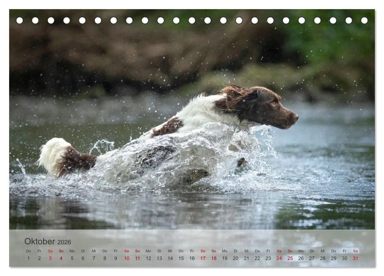 Bild: 9783457386637 | Treue Jagdgefährten Der kleine Münsterländer (Tischkalender 2026...