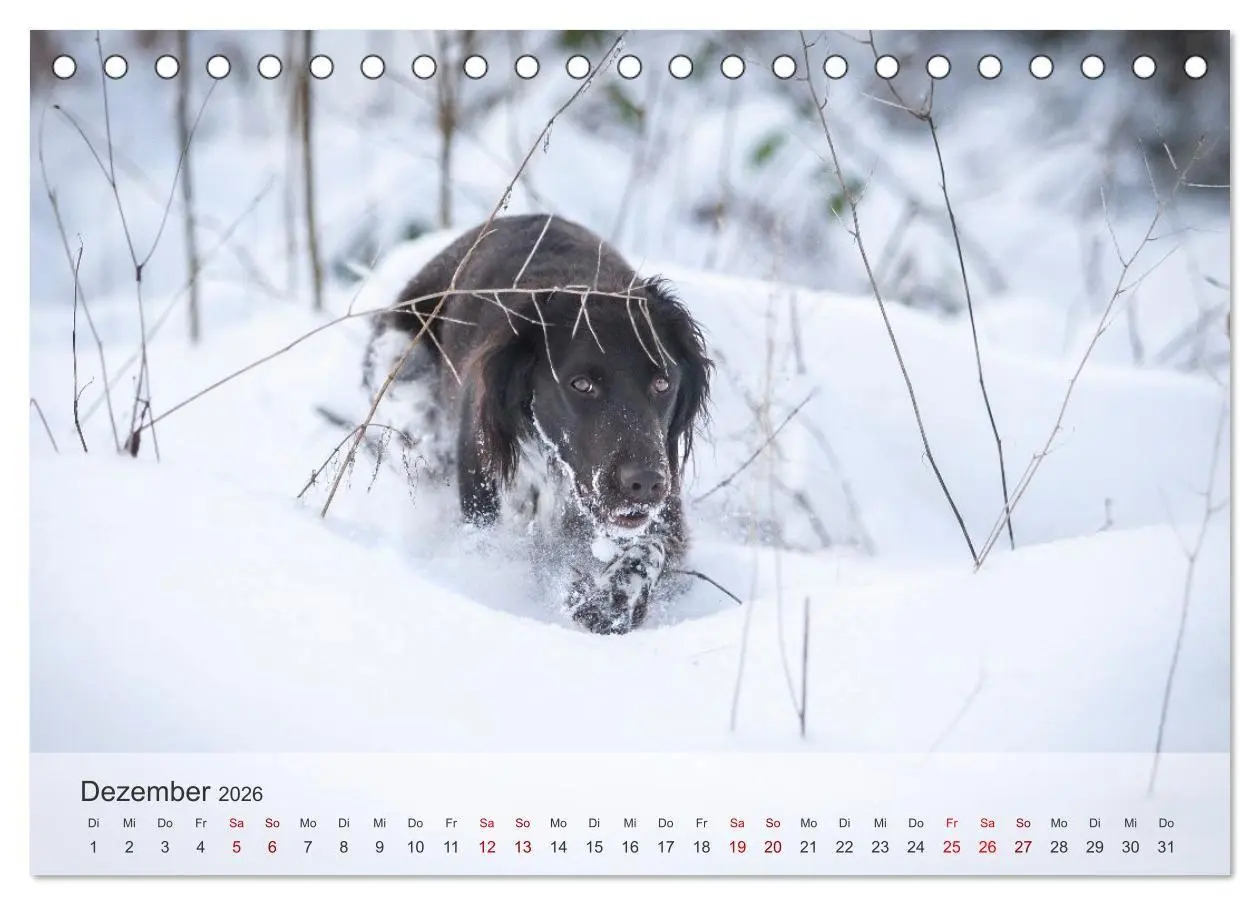 Bild: 9783457386637 | Treue Jagdgefährten Der kleine Münsterländer (Tischkalender 2026...