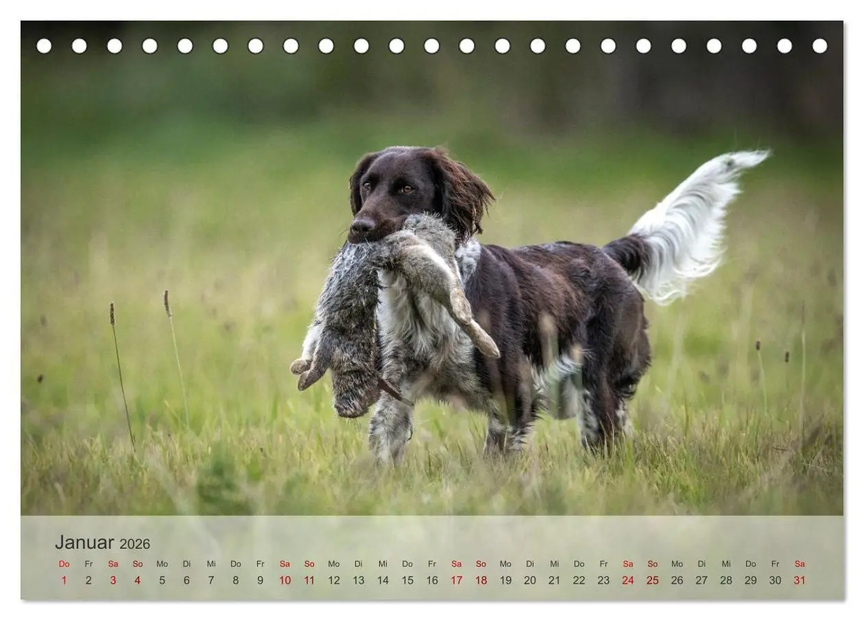 Bild: 9783457386637 | Treue Jagdgefährten Der kleine Münsterländer (Tischkalender 2026...
