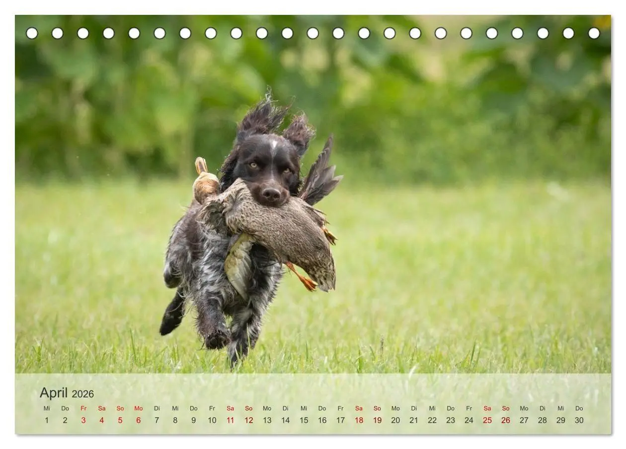 Bild: 9783457386637 | Treue Jagdgefährten Der kleine Münsterländer (Tischkalender 2026...