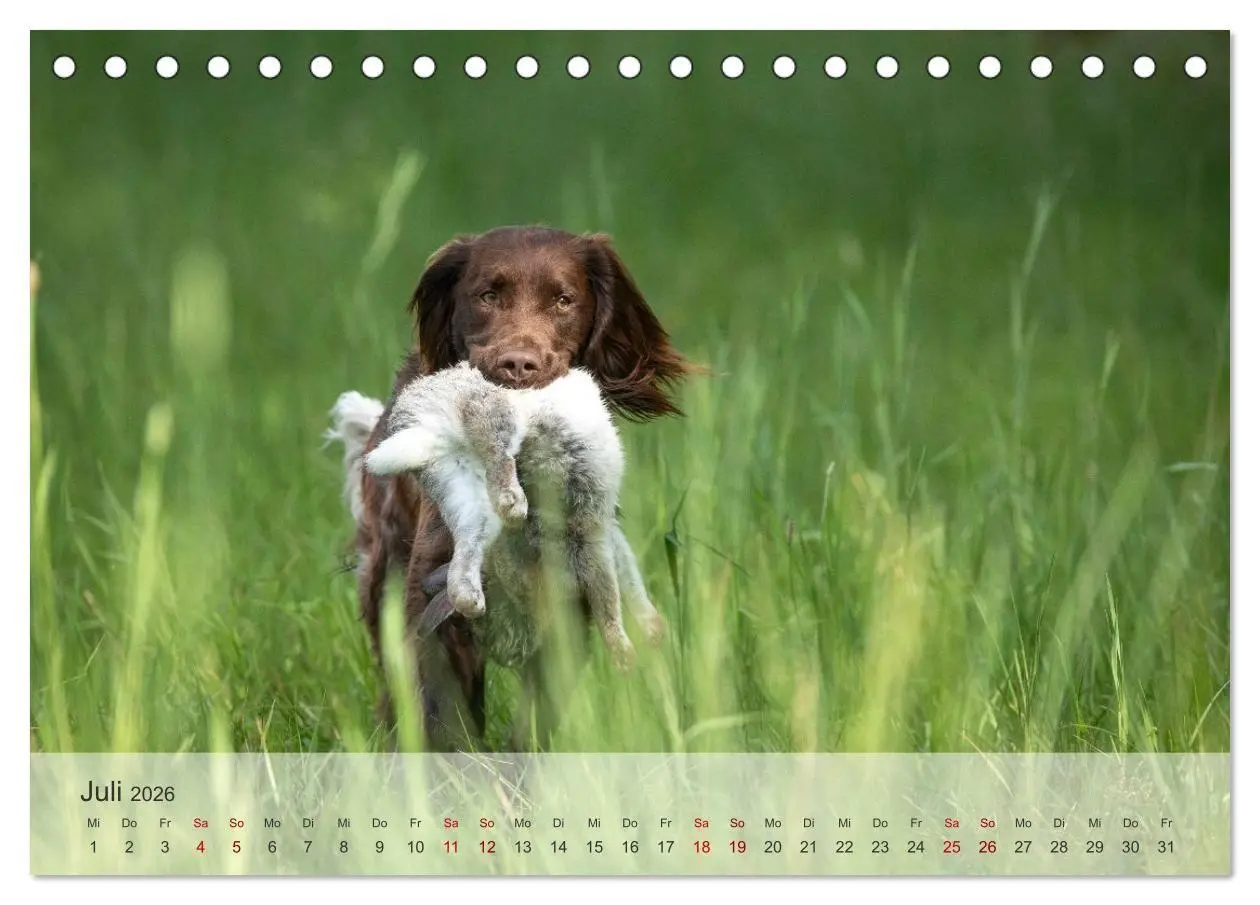 Bild: 9783457386637 | Treue Jagdgefährten Der kleine Münsterländer (Tischkalender 2026...