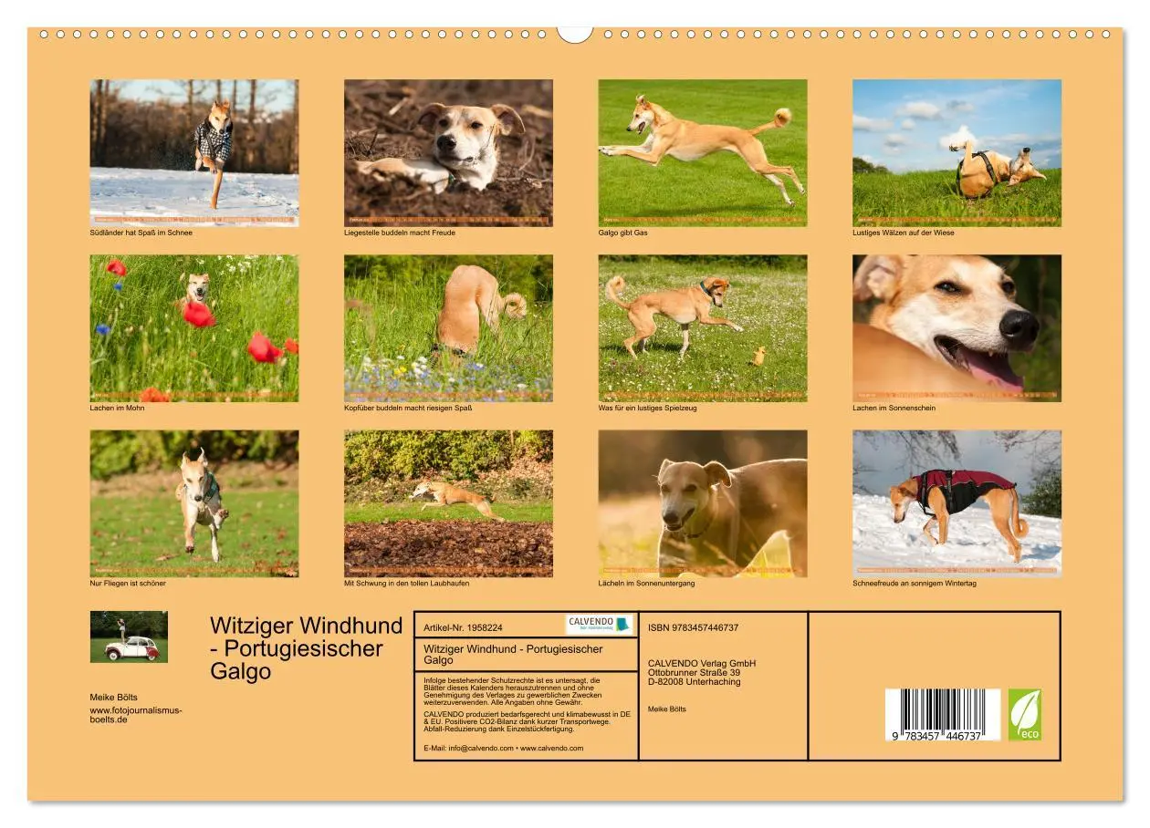 Bild: 9783457446737 | Witziger Windhund - Portugiesischer Galgo (hochwertiger Premium...