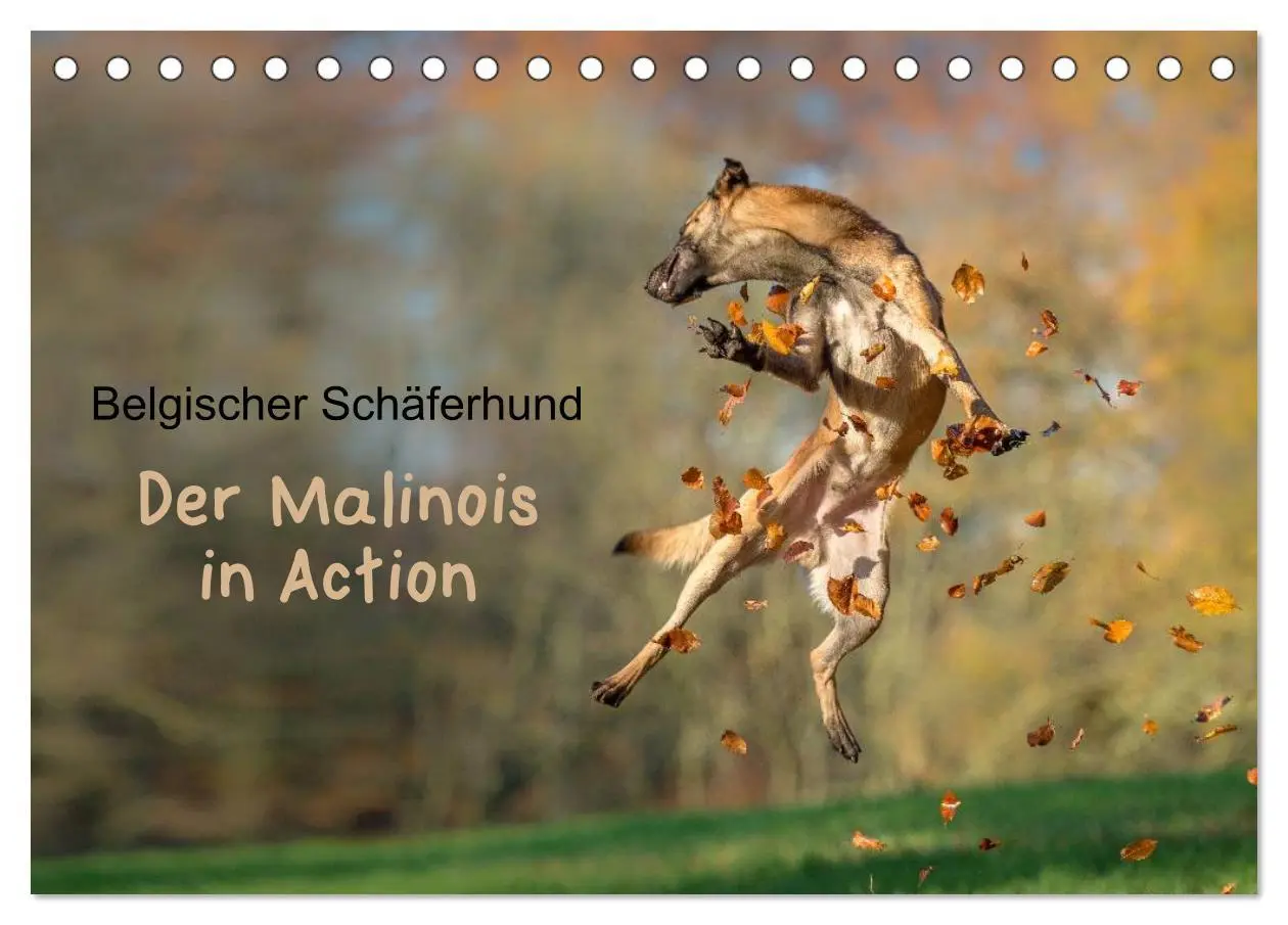 Cover: 9783516076837 | Belgischer Schäferhund - Der Malinois in Action (Tischkalender 2026...