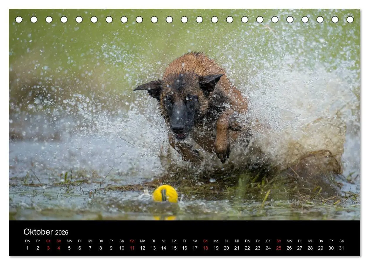 Bild: 9783516076837 | Belgischer Schäferhund - Der Malinois in Action (Tischkalender 2026...