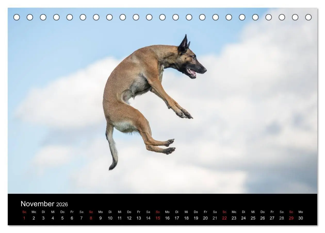 Bild: 9783516076837 | Belgischer Schäferhund - Der Malinois in Action (Tischkalender 2026...