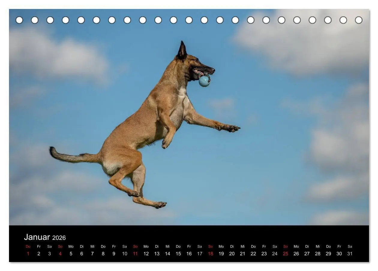 Bild: 9783516076837 | Belgischer Schäferhund - Der Malinois in Action (Tischkalender 2026...