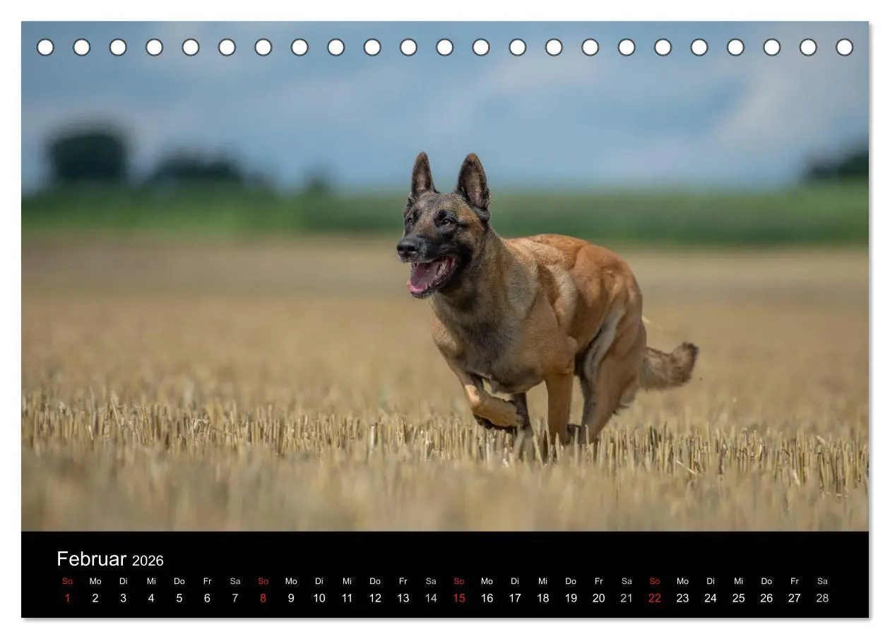Bild: 9783516076837 | Belgischer Schäferhund - Der Malinois in Action (Tischkalender 2026...