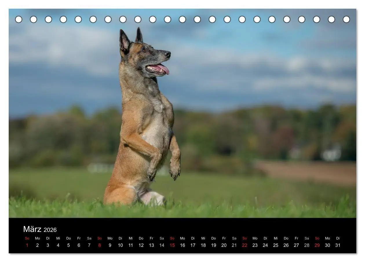 Bild: 9783516076837 | Belgischer Schäferhund - Der Malinois in Action (Tischkalender 2026...