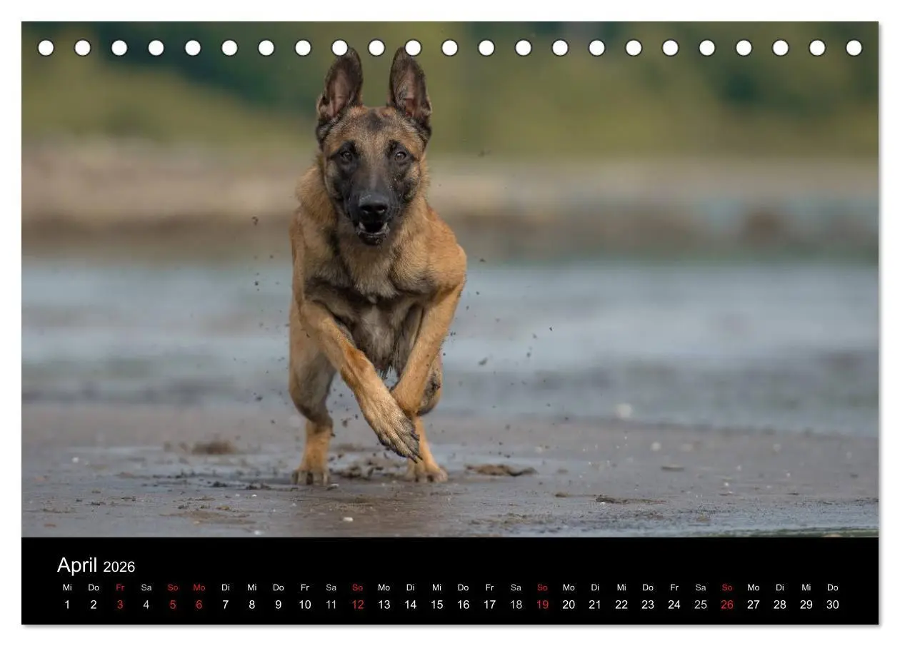 Bild: 9783516076837 | Belgischer Schäferhund - Der Malinois in Action (Tischkalender 2026...