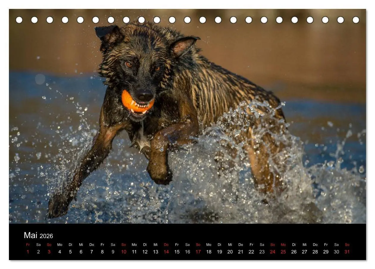 Bild: 9783516076837 | Belgischer Schäferhund - Der Malinois in Action (Tischkalender 2026...