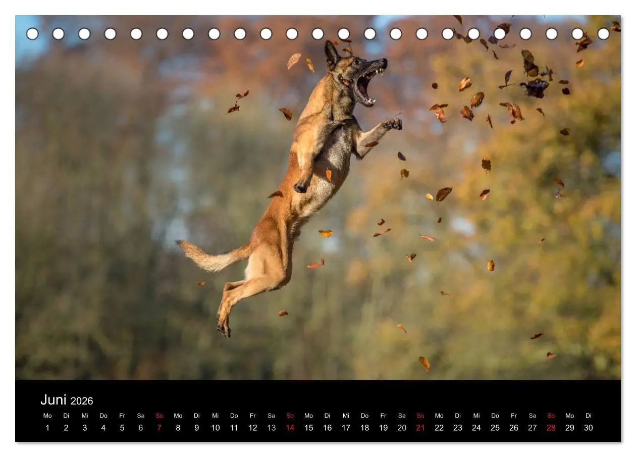 Bild: 9783516076837 | Belgischer Schäferhund - Der Malinois in Action (Tischkalender 2026...