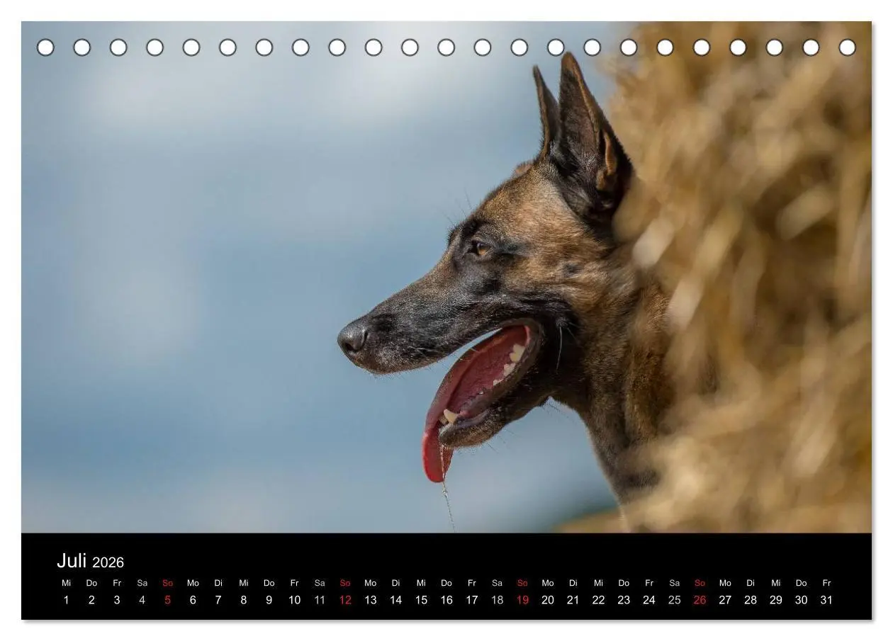 Bild: 9783516076837 | Belgischer Schäferhund - Der Malinois in Action (Tischkalender 2026...