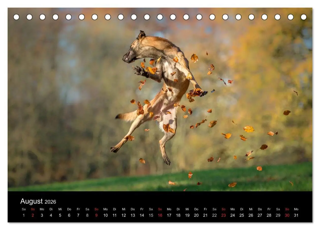 Bild: 9783516076837 | Belgischer Schäferhund - Der Malinois in Action (Tischkalender 2026...