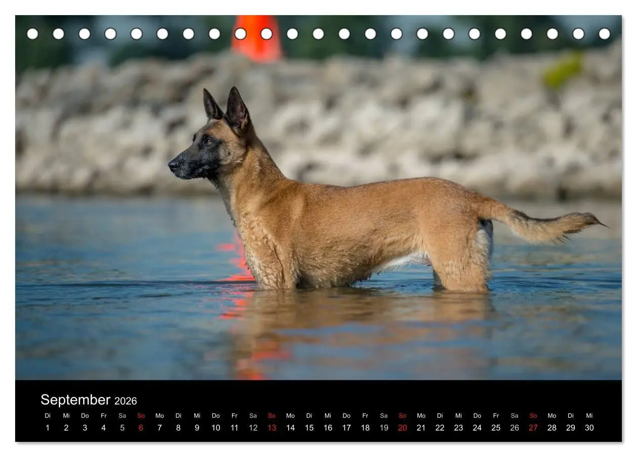 Bild: 9783516076837 | Belgischer Schäferhund - Der Malinois in Action (Tischkalender 2026...