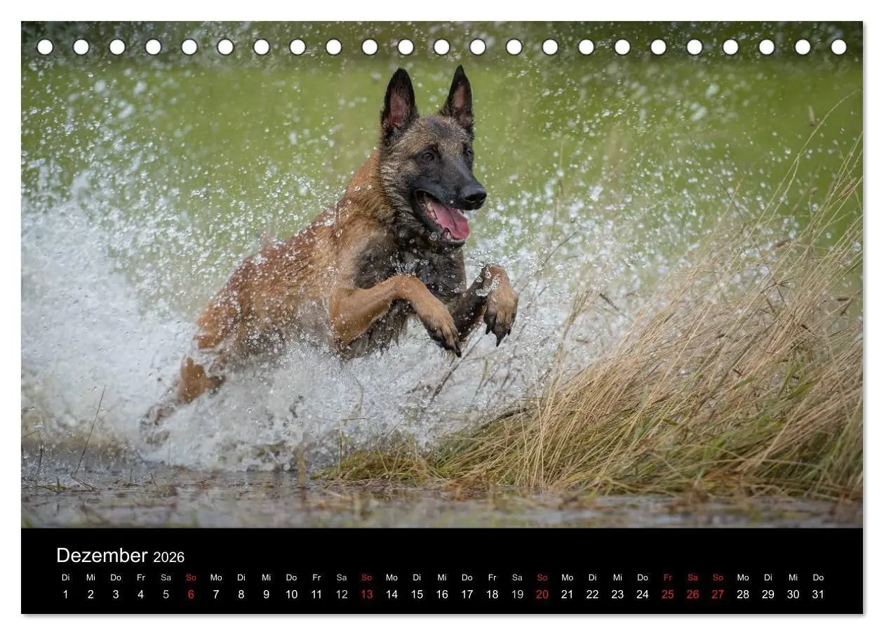 Bild: 9783516076837 | Belgischer Schäferhund - Der Malinois in Action (Tischkalender 2026...