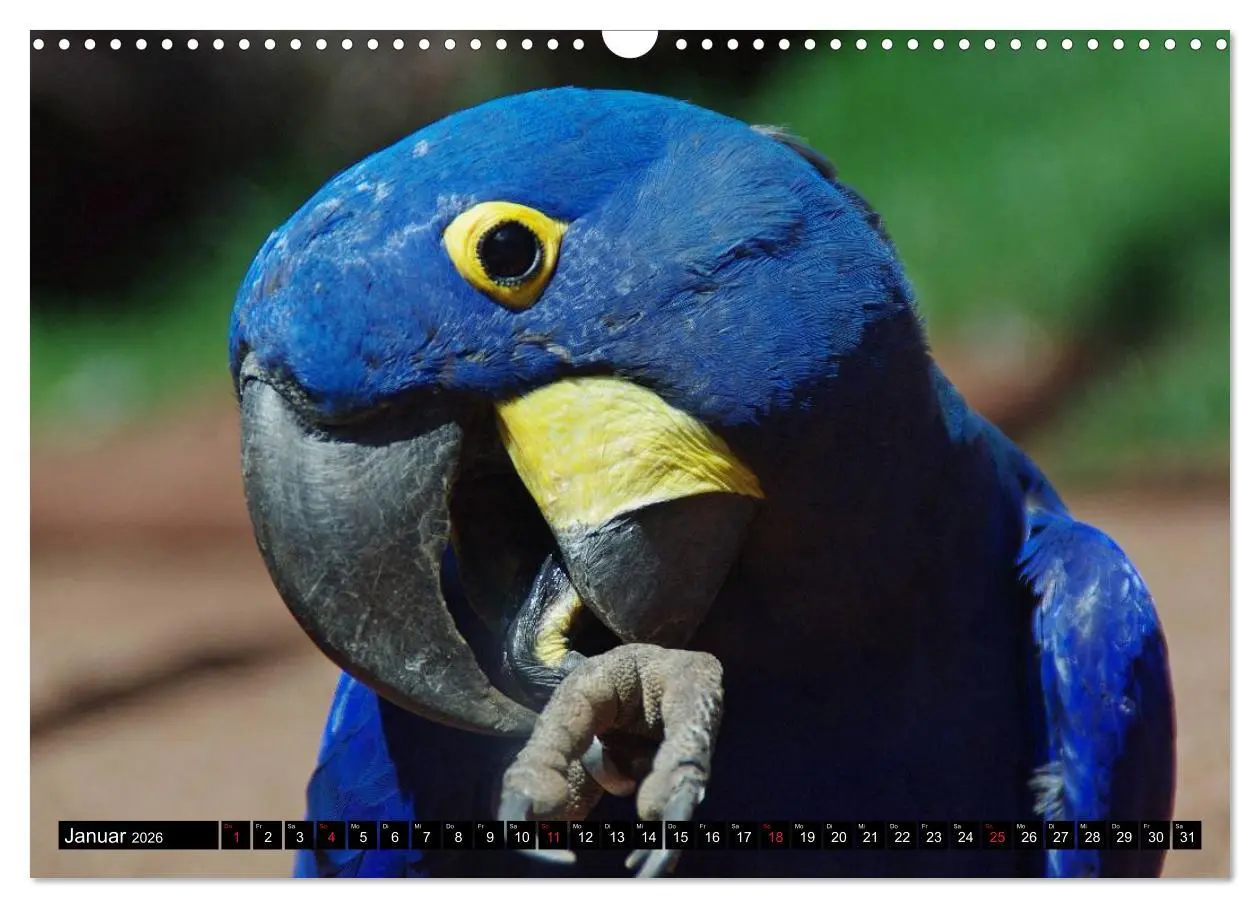 Bild: 9783516216837 | Brasilien. Sonne, Natur und Samba (Wandkalender 2026 DIN A3 quer),...