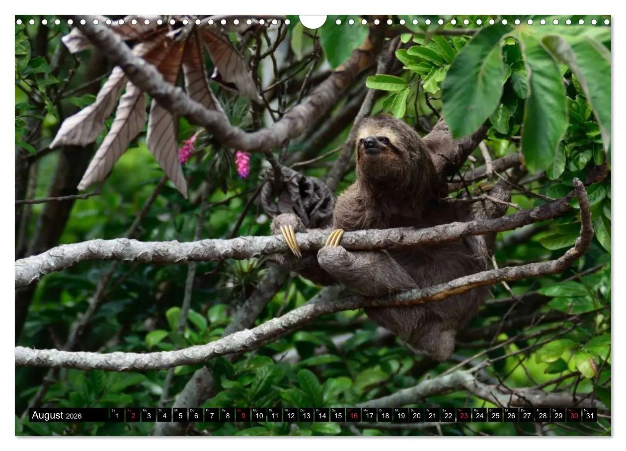 Bild: 9783516216837 | Brasilien. Sonne, Natur und Samba (Wandkalender 2026 DIN A3 quer),...