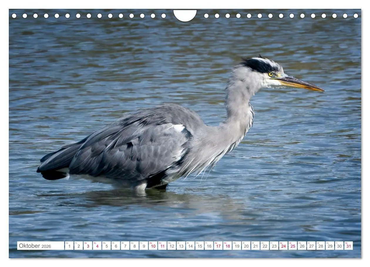 Bild: 9783457547137 | Vogelwelt am Bodensee 2026 (Wandkalender 2026 DIN A4 quer),...
