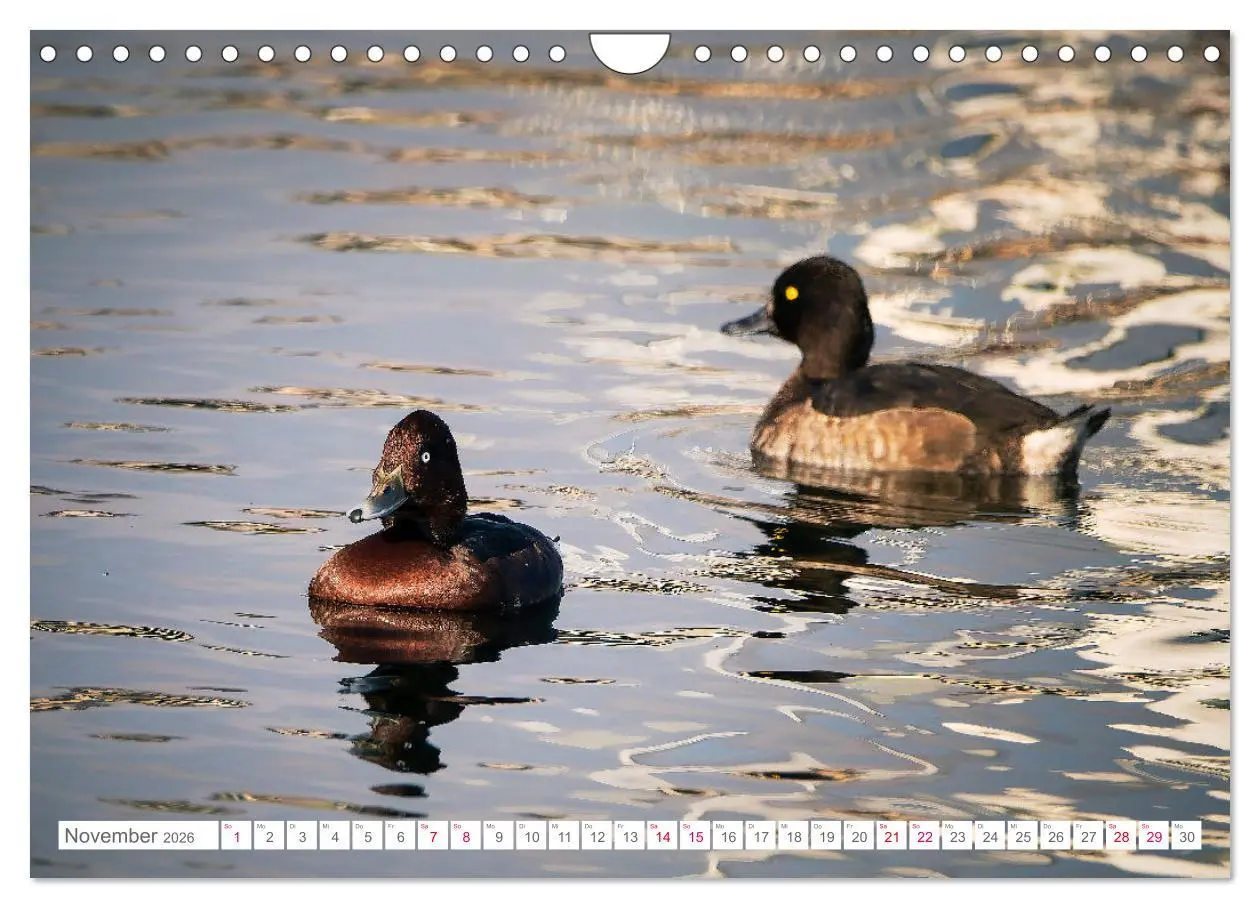 Bild: 9783457547137 | Vogelwelt am Bodensee 2026 (Wandkalender 2026 DIN A4 quer),...