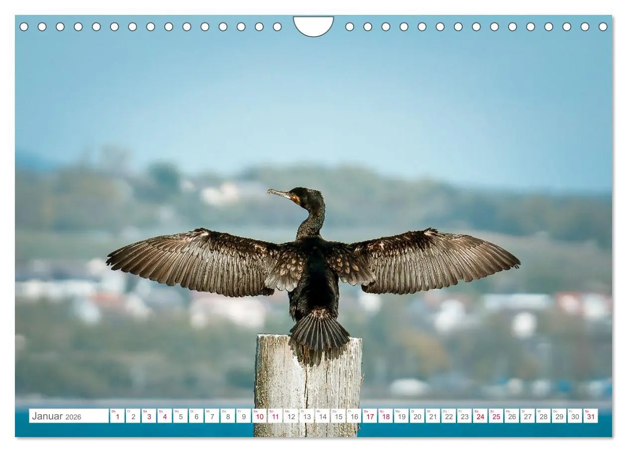 Bild: 9783457547137 | Vogelwelt am Bodensee 2026 (Wandkalender 2026 DIN A4 quer),...