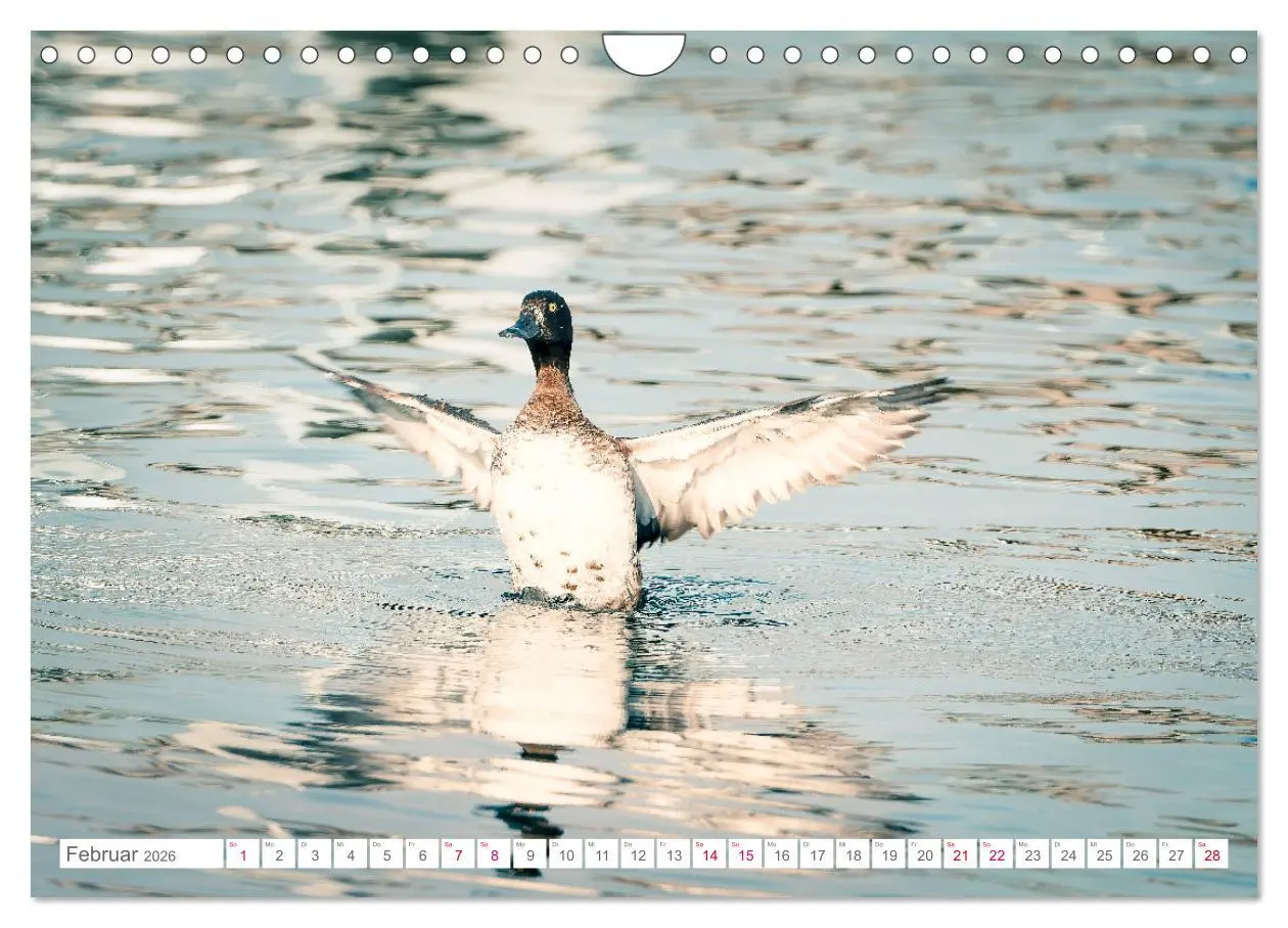 Bild: 9783457547137 | Vogelwelt am Bodensee 2026 (Wandkalender 2026 DIN A4 quer),...